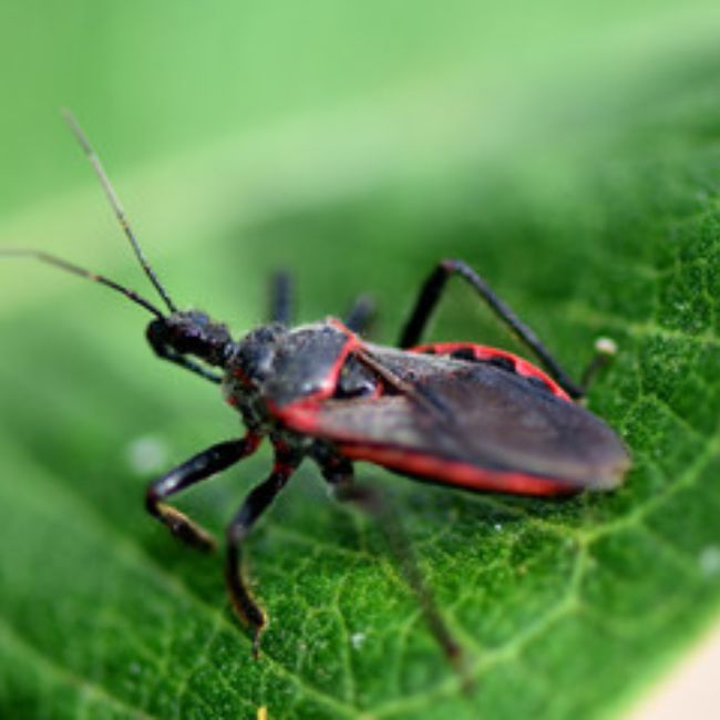 most dangerous creatures